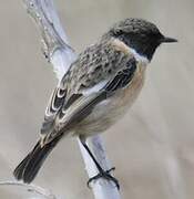 European Stonechat