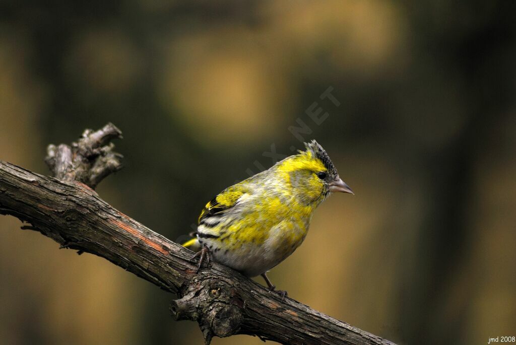 Eurasian Siskin male adult