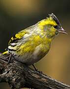 Eurasian Siskin