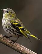 Eurasian Siskin