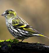 Eurasian Siskin