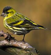 Eurasian Siskin