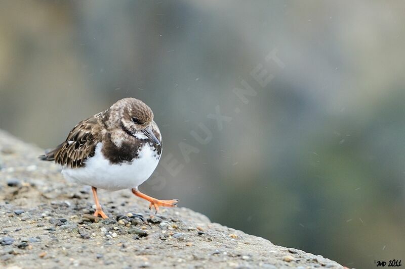 Ruddy Turnstone