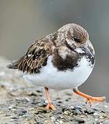 Ruddy Turnstone