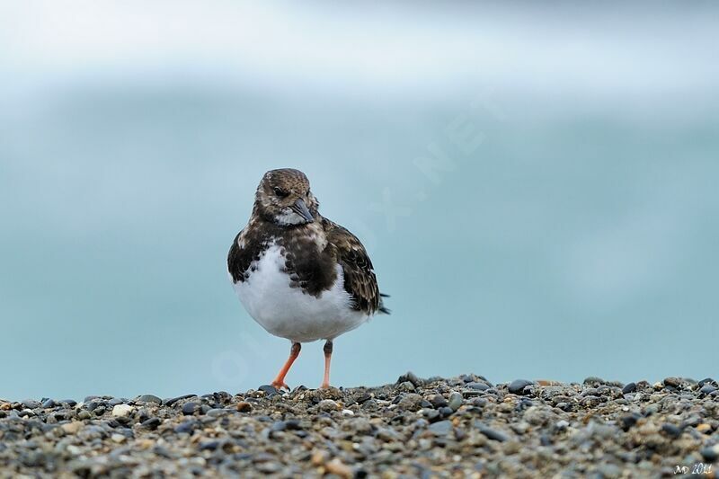 Ruddy Turnstone