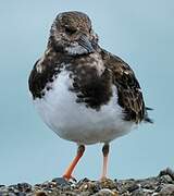 Ruddy Turnstone