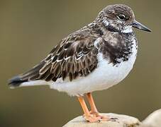 Ruddy Turnstone