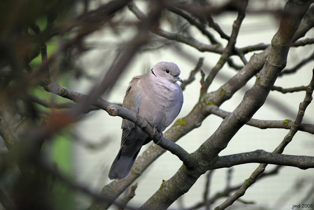 Eurasian Collared Doveadult