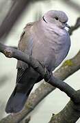 Eurasian Collared Dove