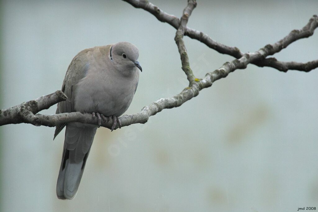 Eurasian Collared Doveadult