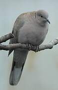 Eurasian Collared Dove