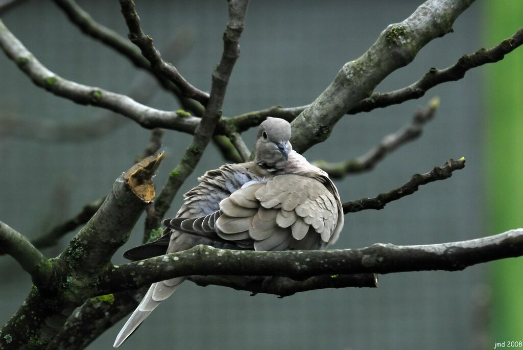 Eurasian Collared Doveadult