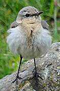 Northern Wheatear