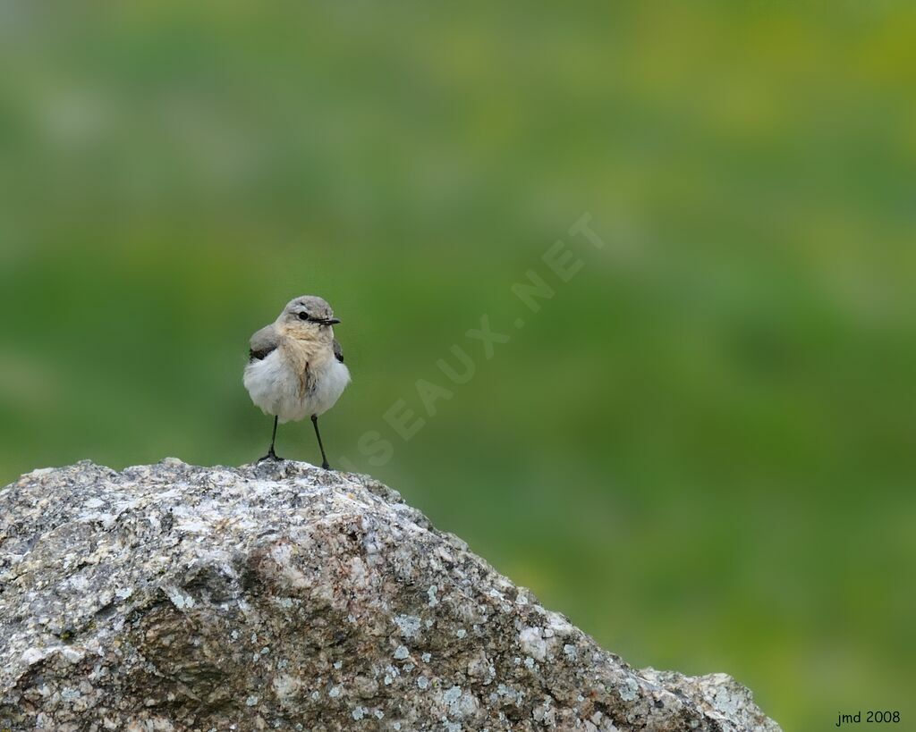 Northern Wheatear female