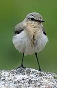 Northern Wheatear