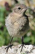 Northern Wheatear