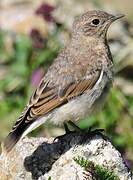 Northern Wheatear