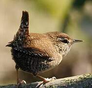 Eurasian Wren