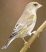 European Greenfinch