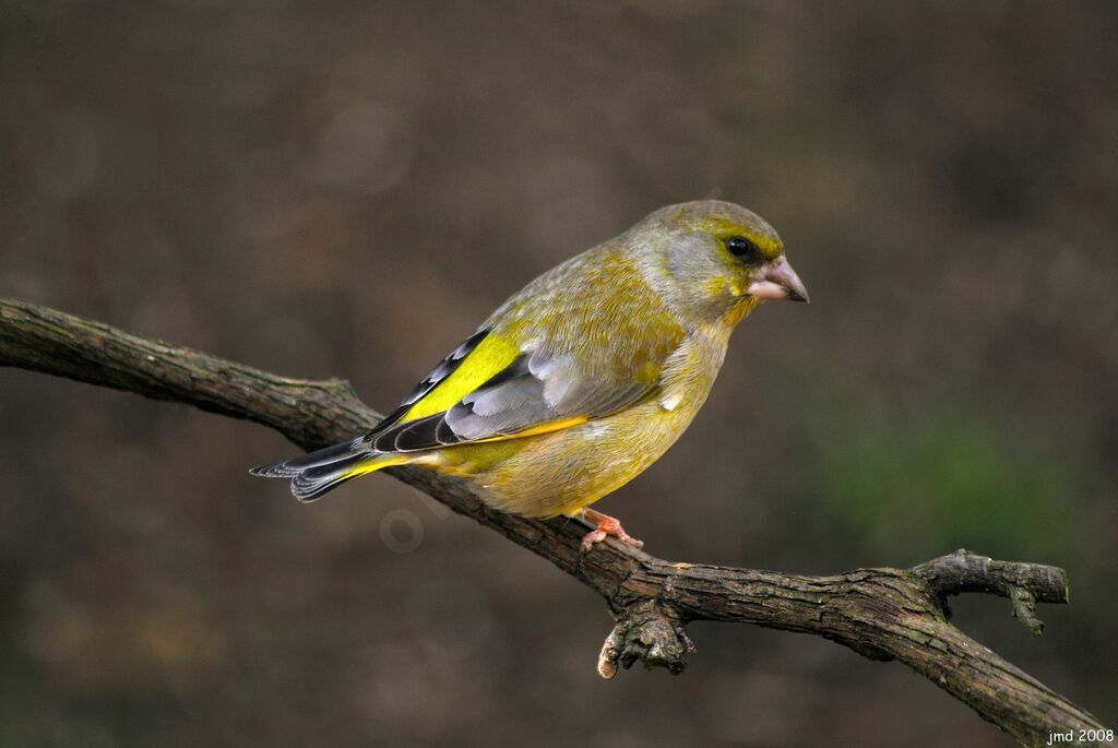 European Greenfinch male adult