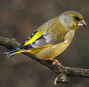 European Greenfinch