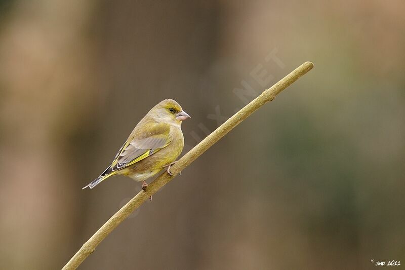 European Greenfinch male