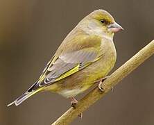 European Greenfinch