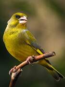 European Greenfinch