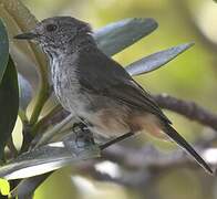 Inland Thornbill