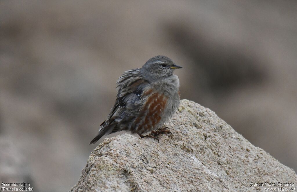 Alpine Accentor