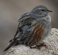 Alpine Accentor