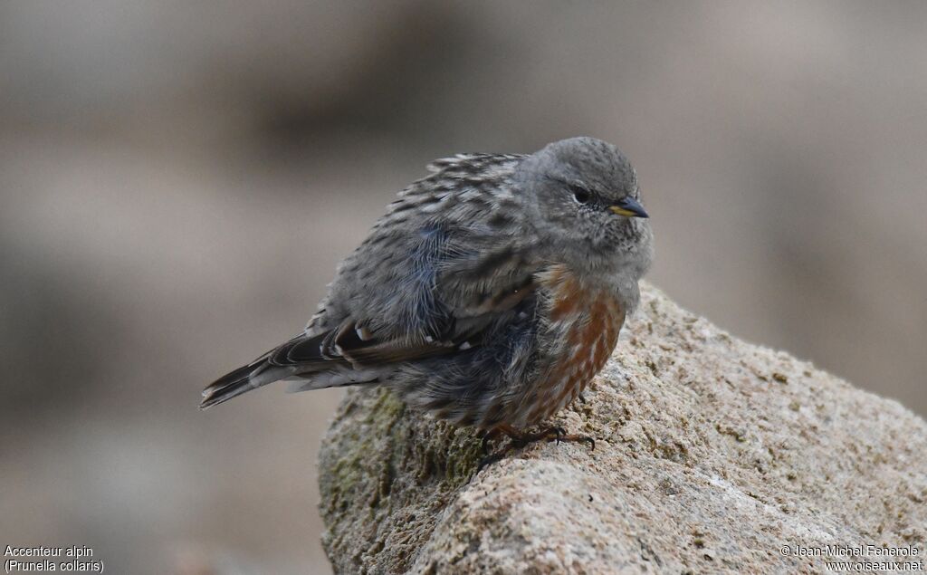 Alpine Accentor