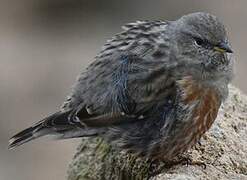 Alpine Accentor