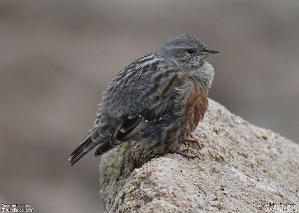 Alpine Accentor