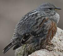 Alpine Accentor