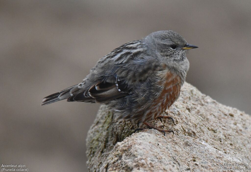 Alpine Accentor