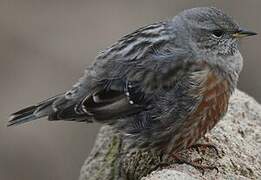 Alpine Accentor