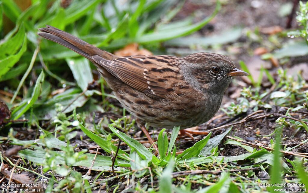 Dunnock