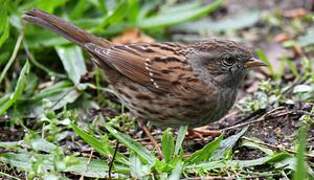 Dunnock