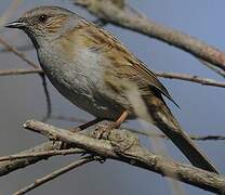 Dunnock