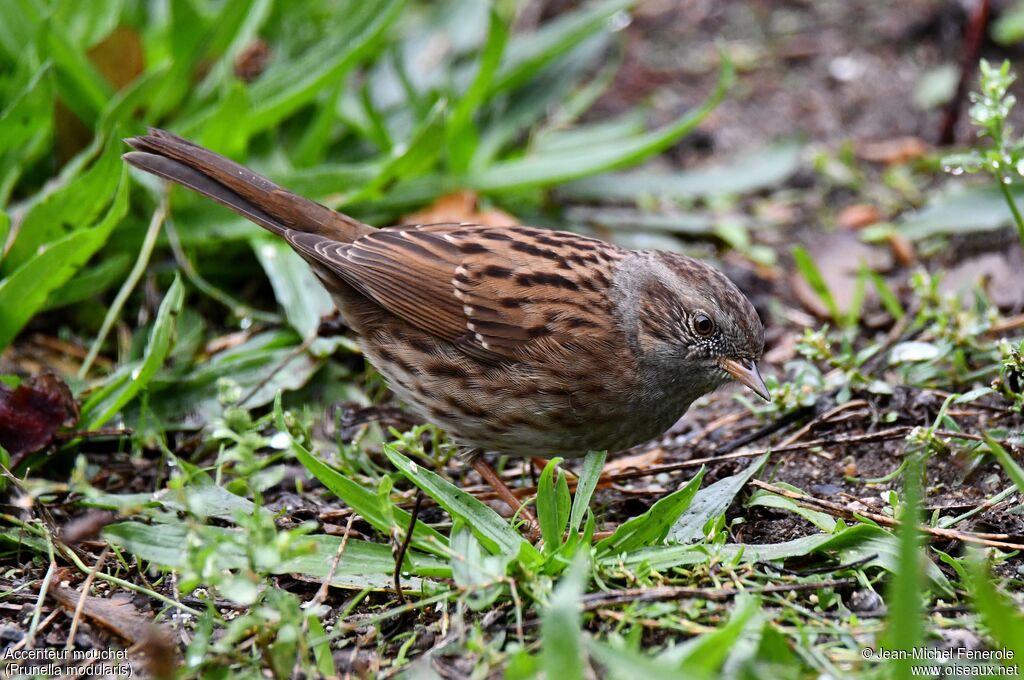 Dunnock