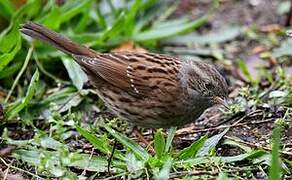 Dunnock