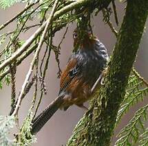 Actinodure de Taïwan