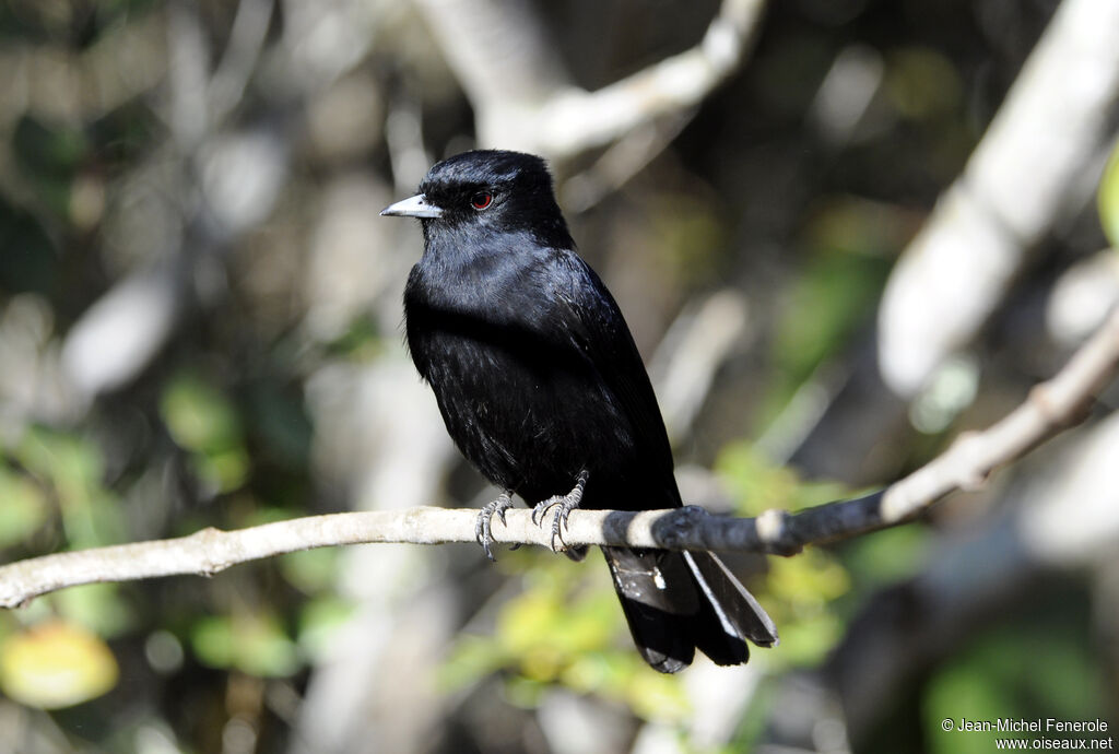 Blue-billed Black Tyrant male adult