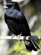 Blue-billed Black Tyrant