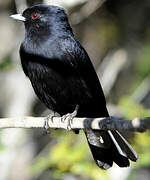 Blue-billed Black Tyrant