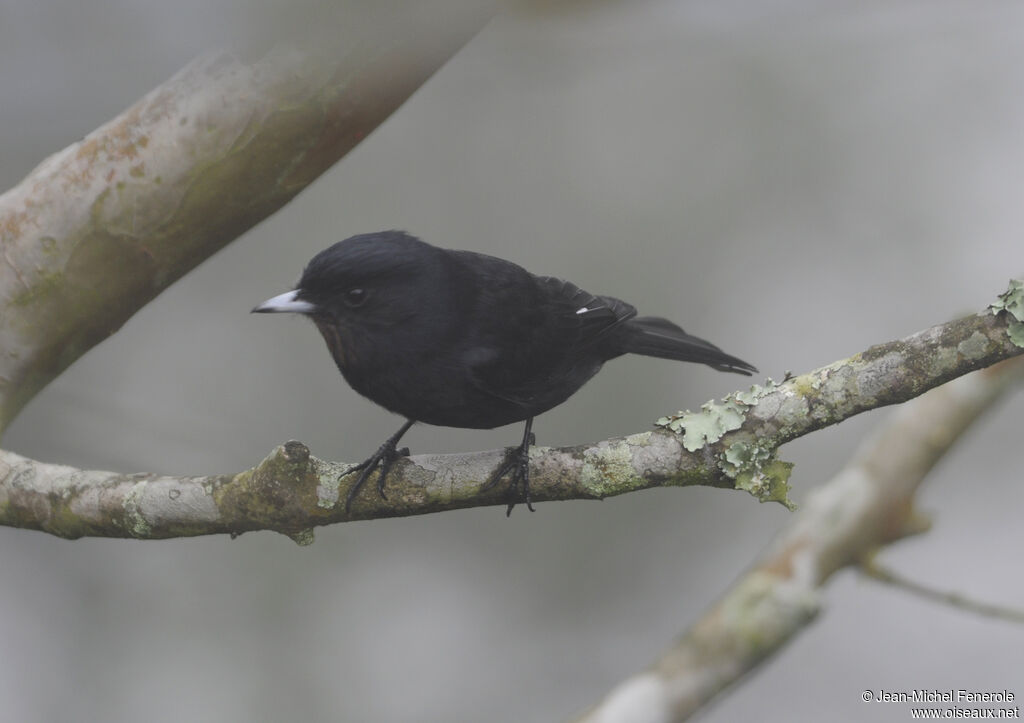 Velvety Black Tyrantadult, identification