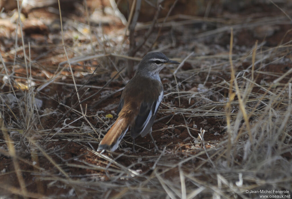 White-browed Scrub Robin