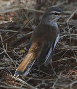 White-browed Scrub Robin