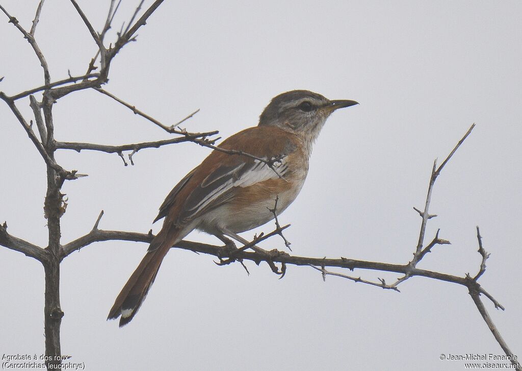 White-browed Scrub Robin